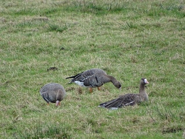 阿切尔比的 阿切尔比的